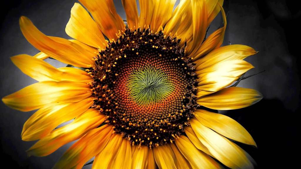 Sunflower 