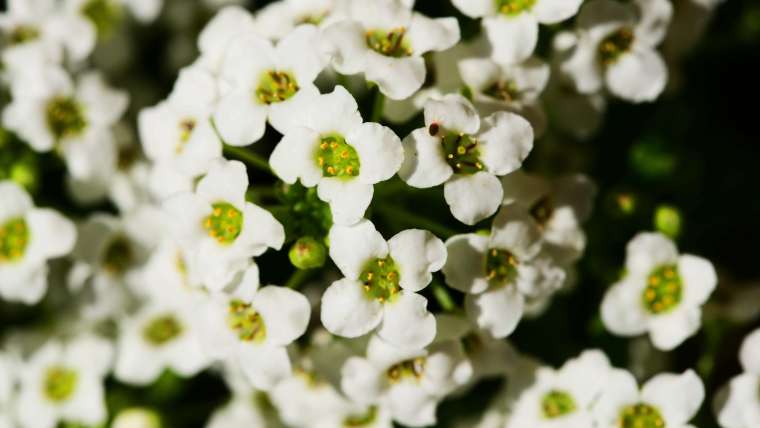 How to Plant, Grow, and Harvest Sweet Alyssum