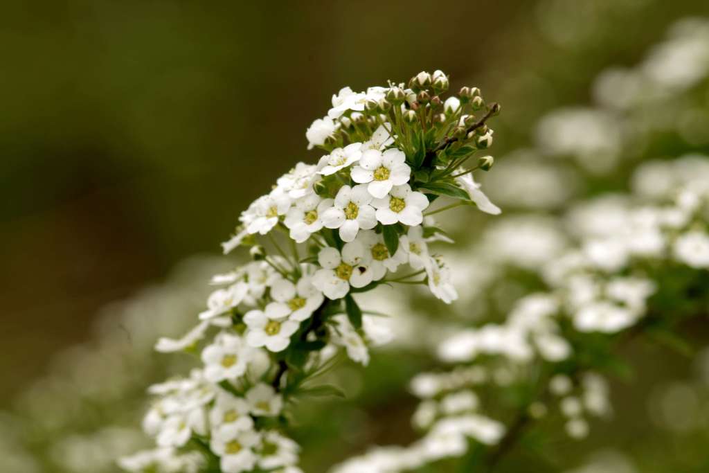 Sweet Alyssum