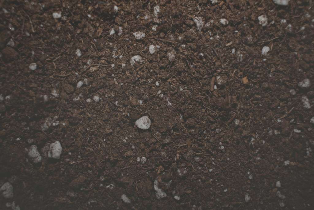 When and How to Test the pH of your Soil