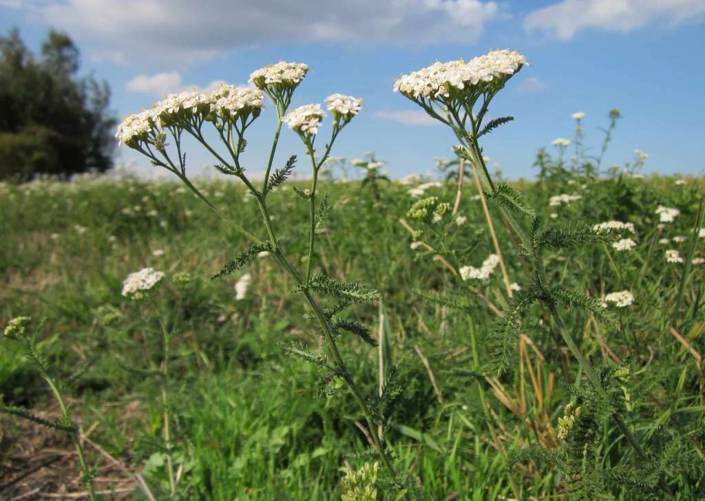 Yarrow 