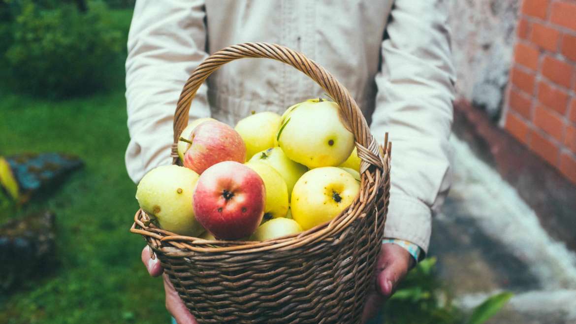 Growing Apple Trees in Containers A StepByStep Guide