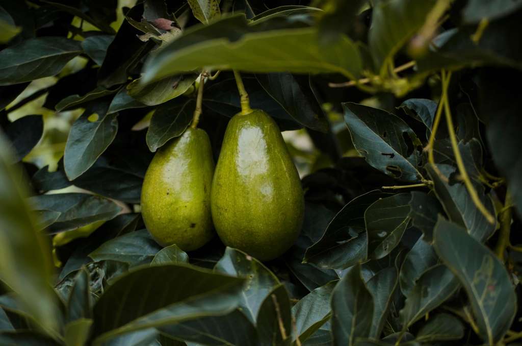 Growing Avocado Trees in Pots