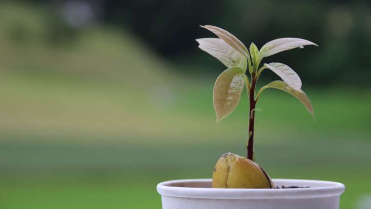Growing Avocado Trees in Pots: A Step-By-Step Guide
