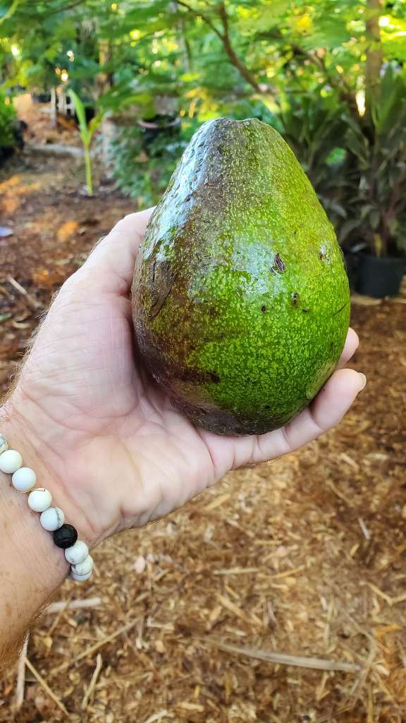 Growing Avocados