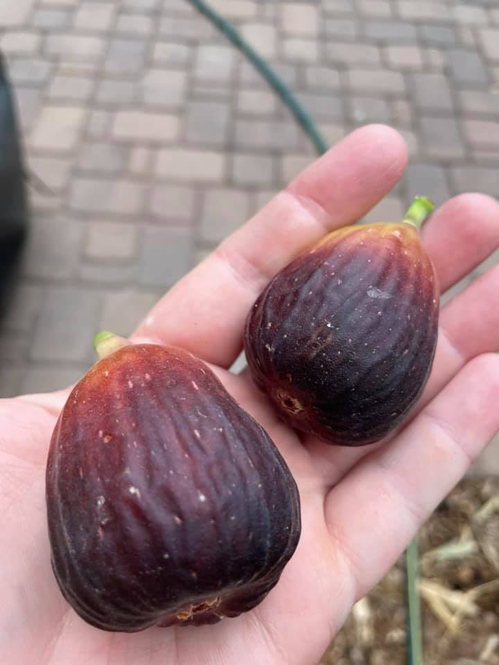 How to Fig Trees in Pots