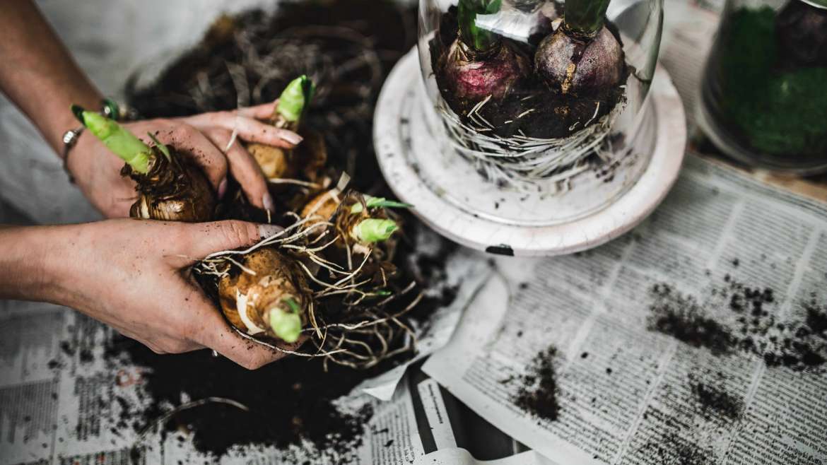 Everything You Need to Start Growing Food Indoors