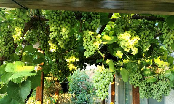 Growing Grapes in Pots: A Step-By-Step Guide