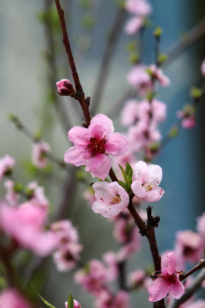 Growing Peach Trees in pots
