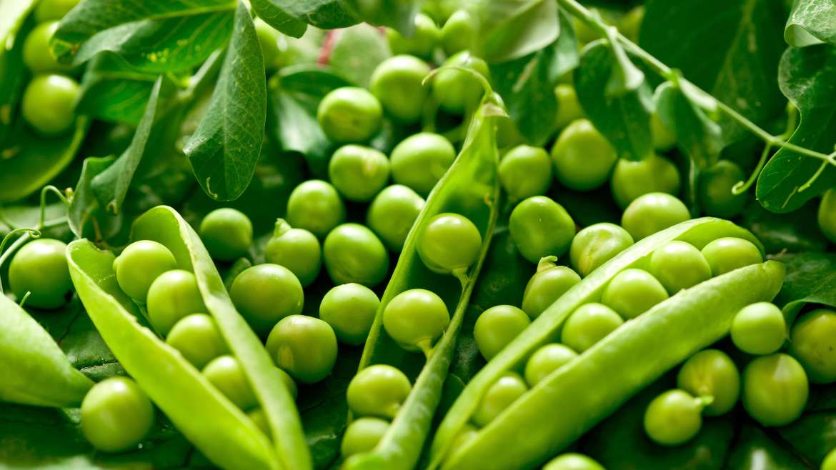 Growing Peas: How to Plant, Grow, and Harvest Peas