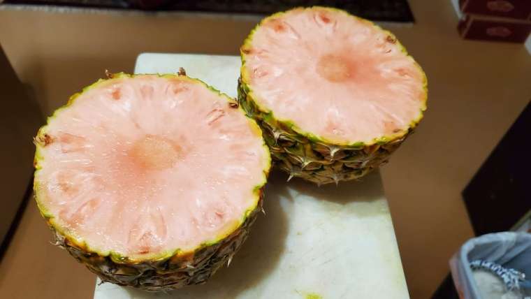 Growing Pineapples in Pots: A Step-By-Step Guide