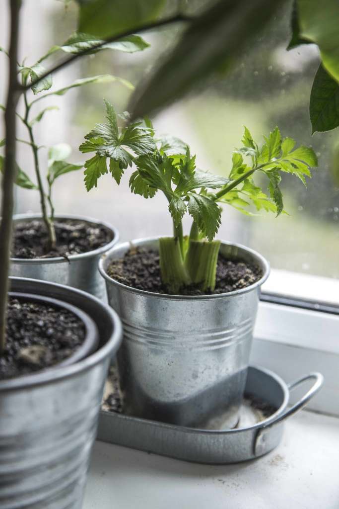 Growing Food Indoors