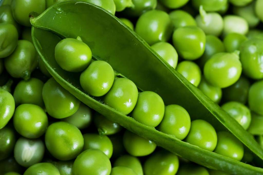 How to Grow Peas