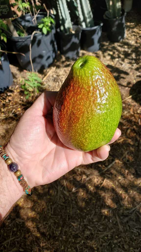 How to grow avocados