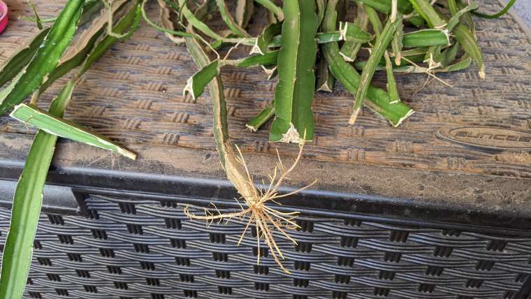 Best Self-Pollinating Varieties of Dragon Fruit