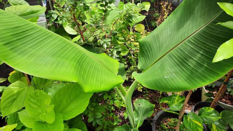 Growing Bananas in Pots: A Step-By-Step Guide