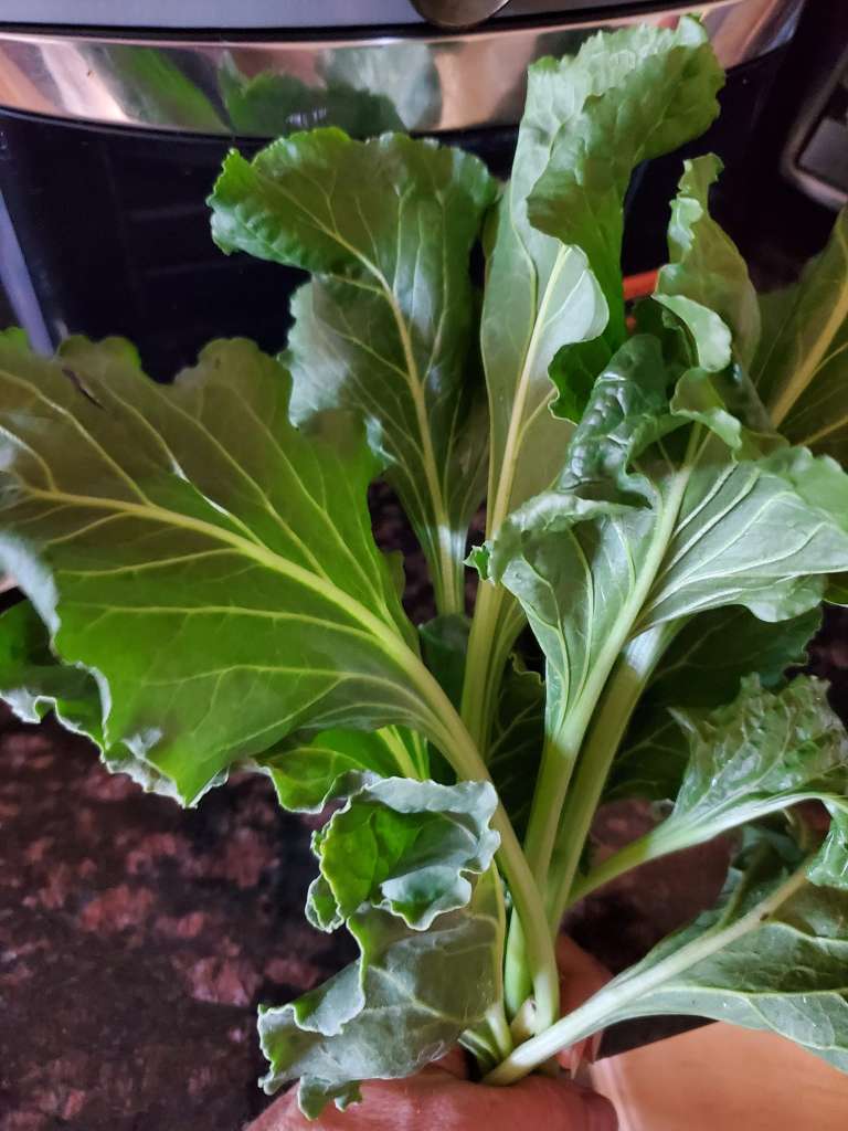 How to Grow Beets in Pots