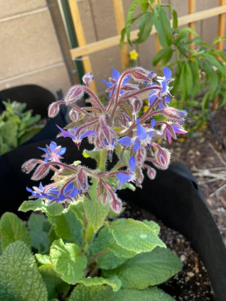 How to Grow Borage in Containers