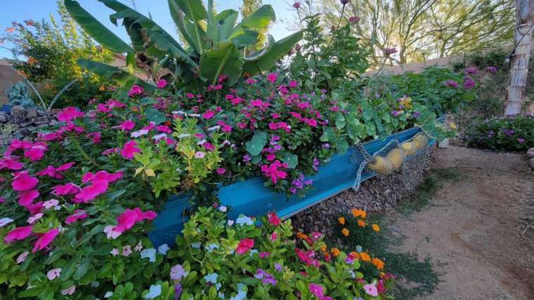 Growing Borage in Pots: A Step-By-Step Guide