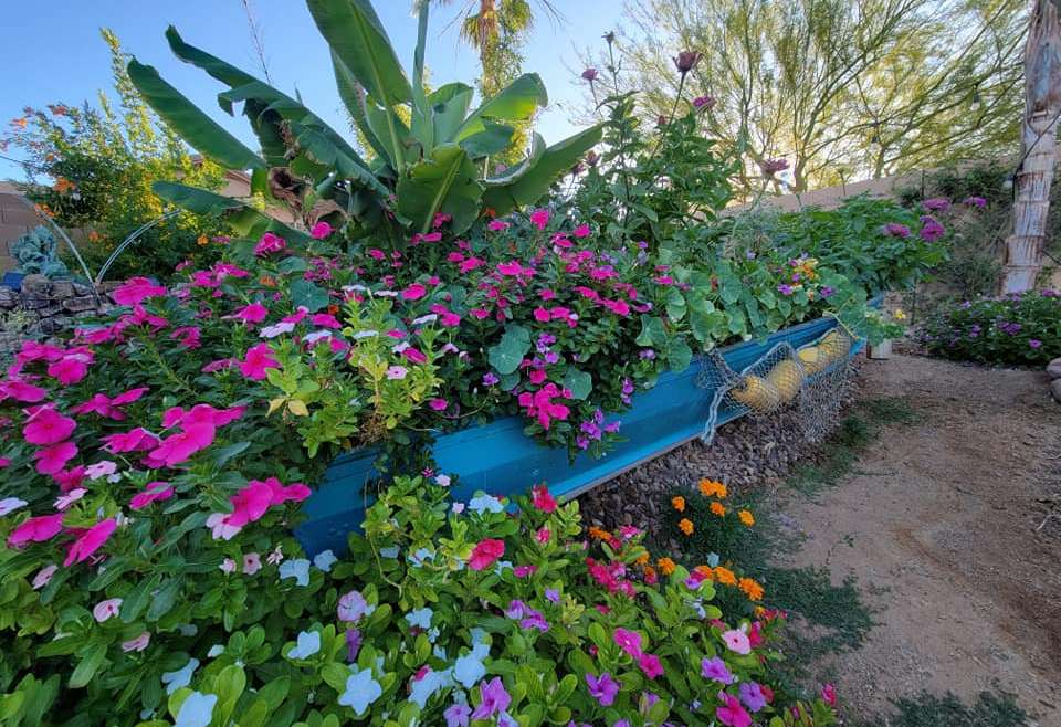 Growing Borage in Pots: A Step-By-Step Guide