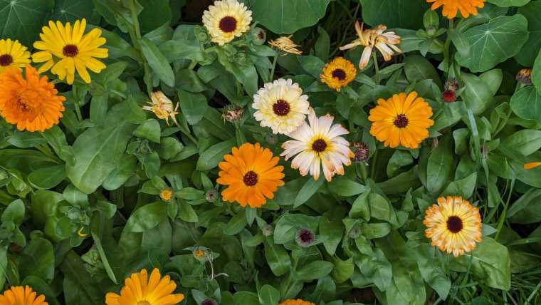 Growing Calendula in Pots: A Step-By-Step Guide