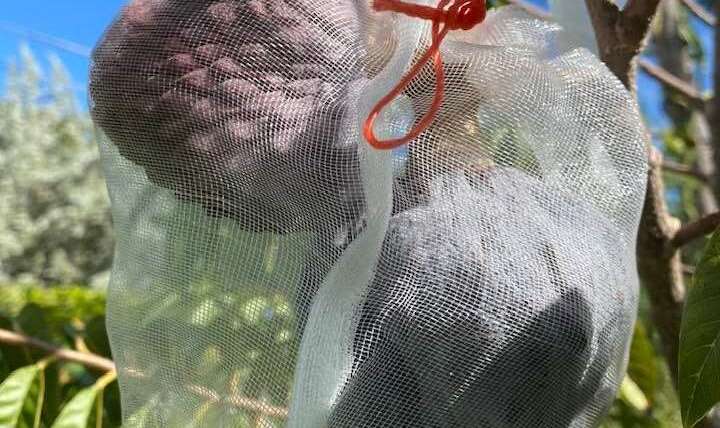 Growing Cherimoya in Pots: A Step-By-Step Guide