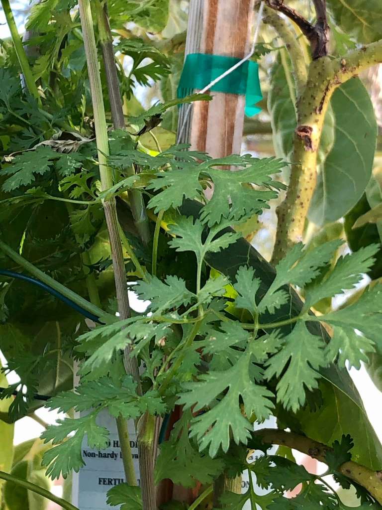 How to Grow Cilantro in Pots