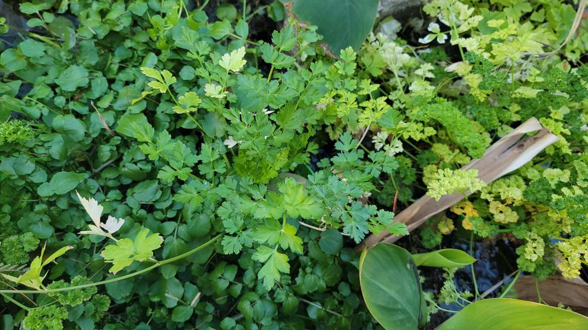 Growing Cilantro in Pots: A Step-By-Step Guide