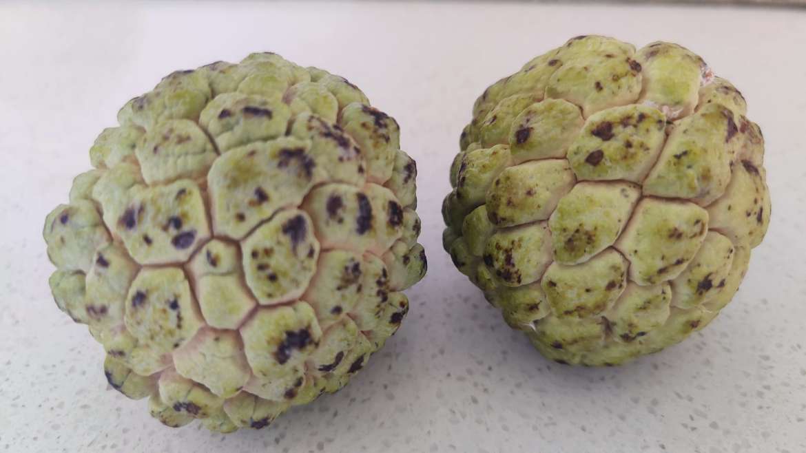 Growing Custard Apple in Pots: A Step-By-Step Guide