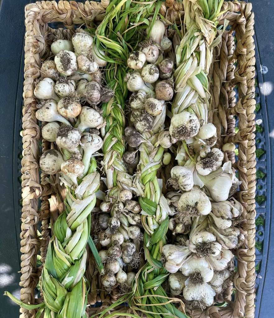 Harvesting Garlic
