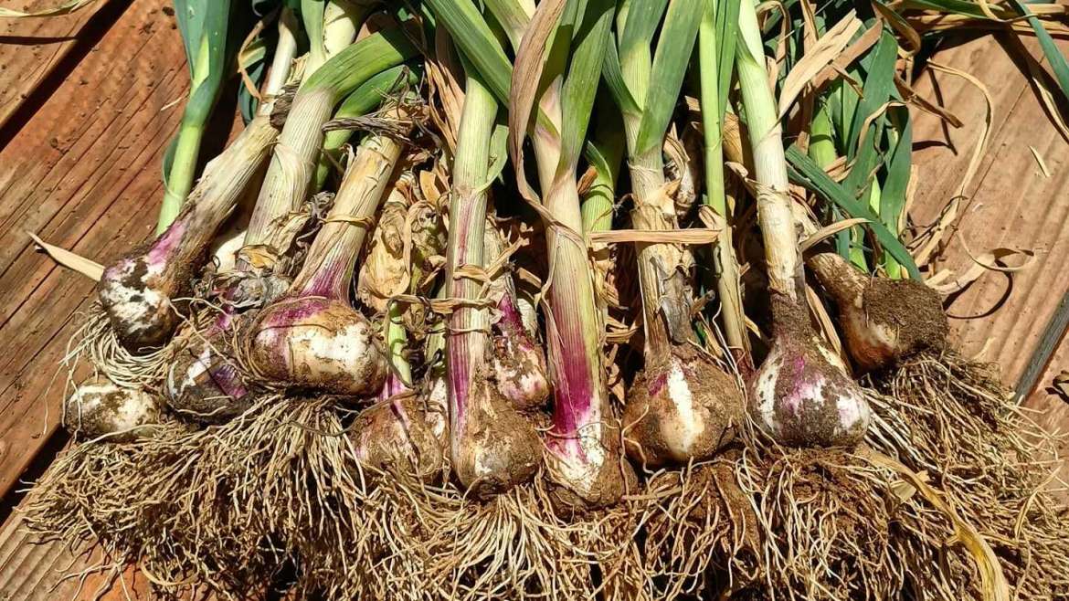 Growing Garlic in Containers: A Step-By-Step Guide