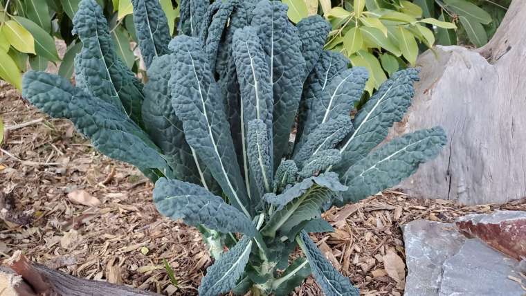 Growing Kale in Pots: A Step-By-Step Guide