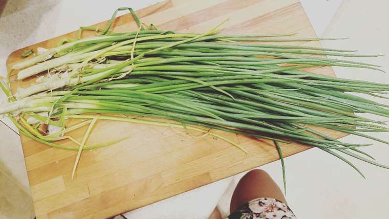 Growing Leeks in Containers: A Step-By-Step Guide