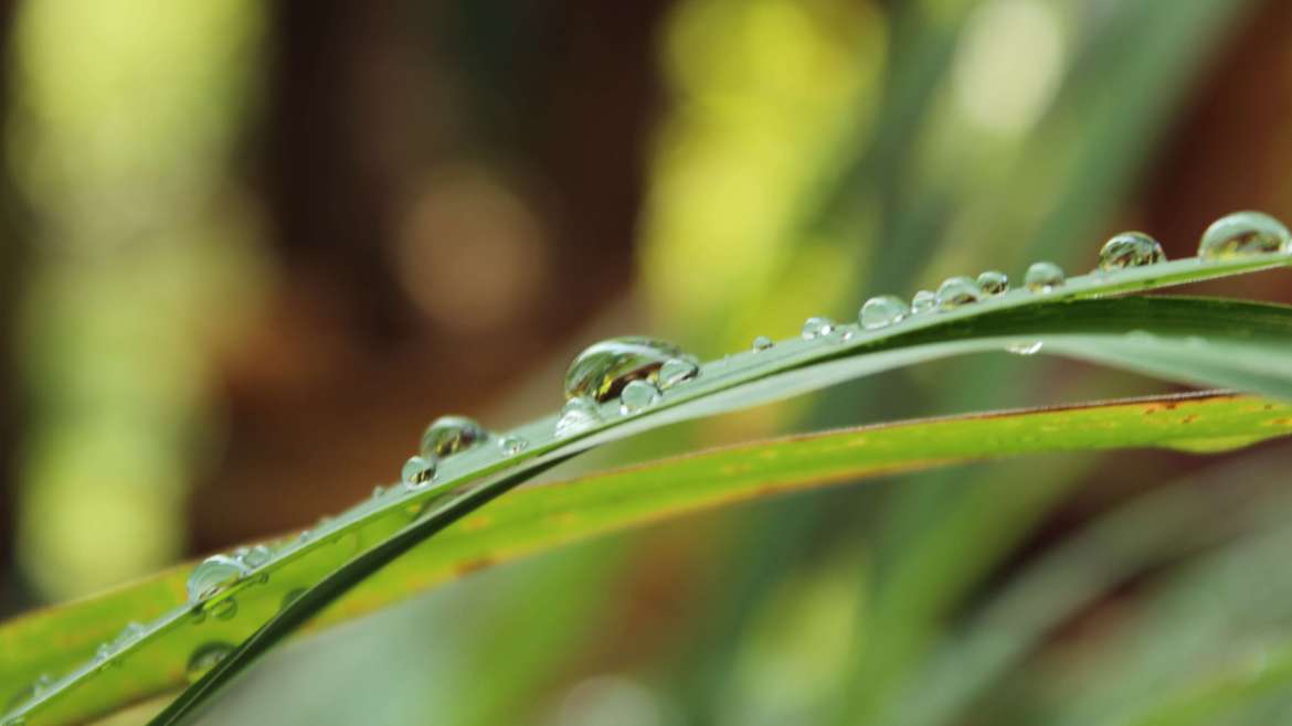 Growing Lemongrass in Pots: A Step-By-Step Guide