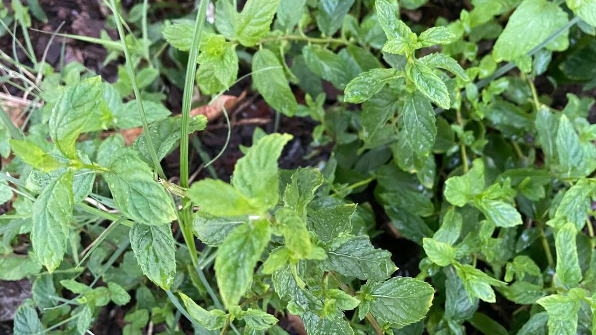 Growing Mint in Pots: A Step-By-Step Guide