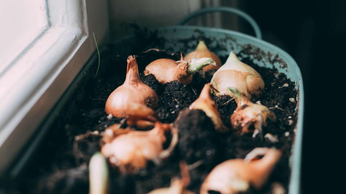 Growing Onions in Containers: A Step-By-Step Guide