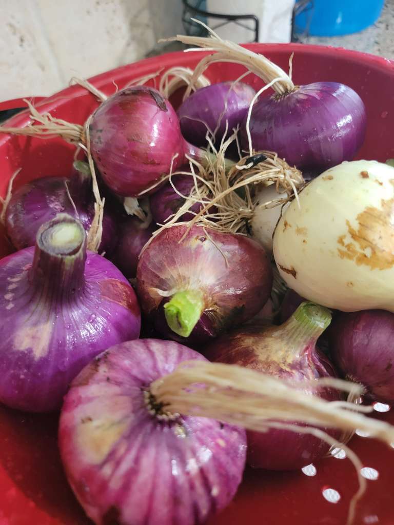 Growing Onions in pots