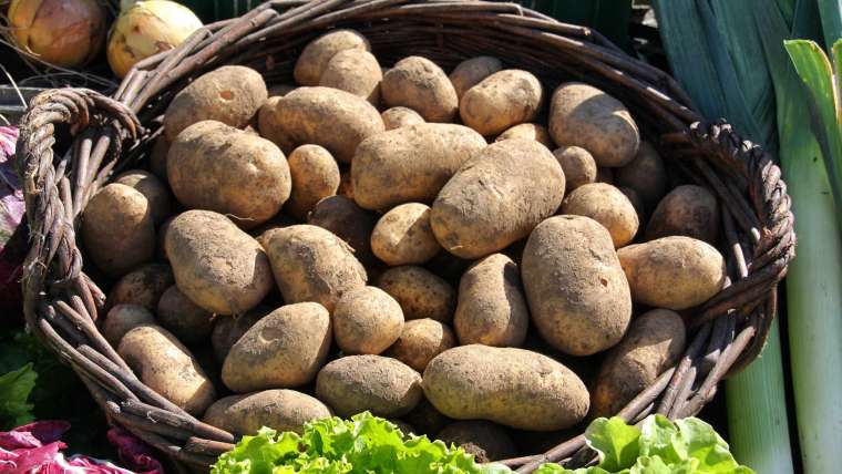 Growing Potatoes in Containers: A Step-By-Step Guide