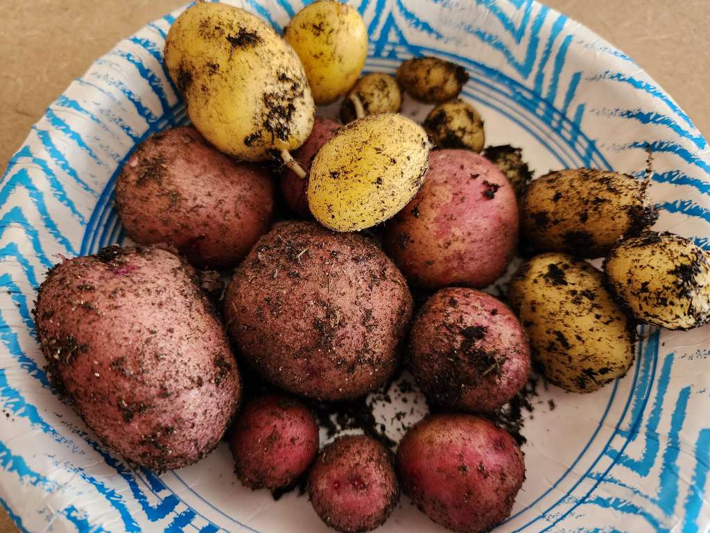 How to grow carrots in pots