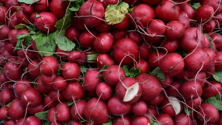 Growing Radishes in Containers: A Step-By-Step Guide