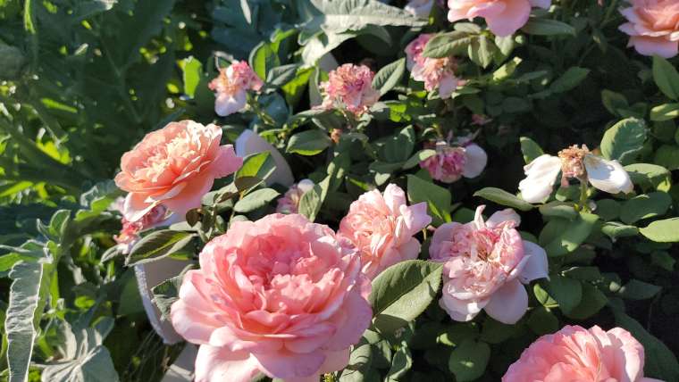 Growing Roses in Pots: A Step-By-Step Guide