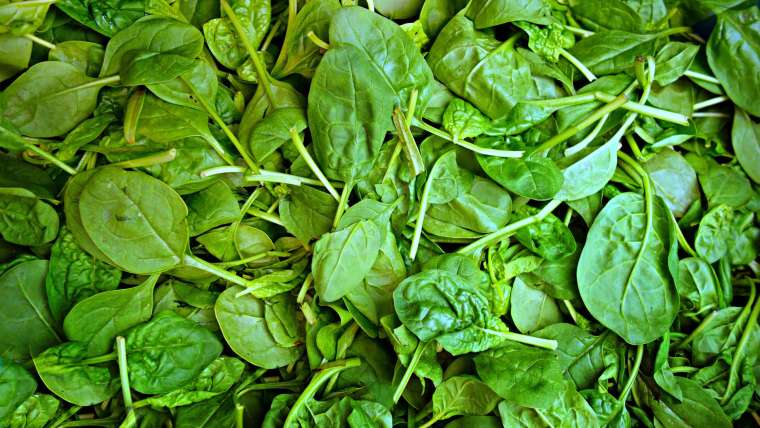 Growing Spinach in Containers: A Step-By-Step Guide