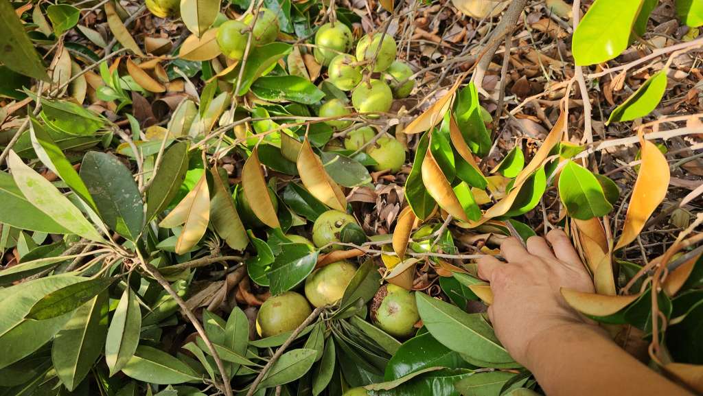 Growing Star Apple in Containers