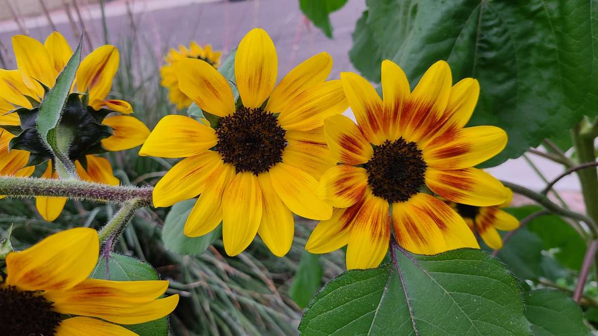 Growing Sunflowers in Pots: A Step-By-Step Guide