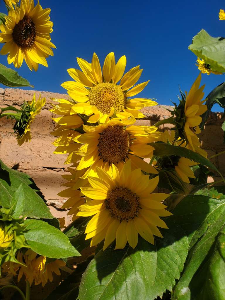 Growing Sunflowers in a Container
