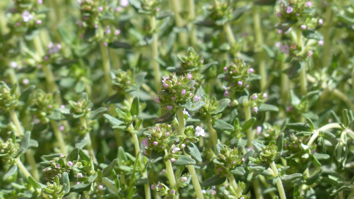 Growing Thyme in Containers: A Step-By-Step Guide