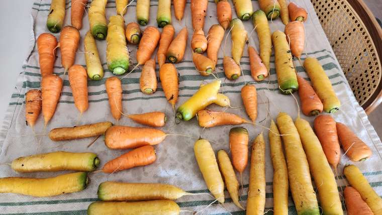 Growing Carrots in Containers: A Step-By-Step Guide