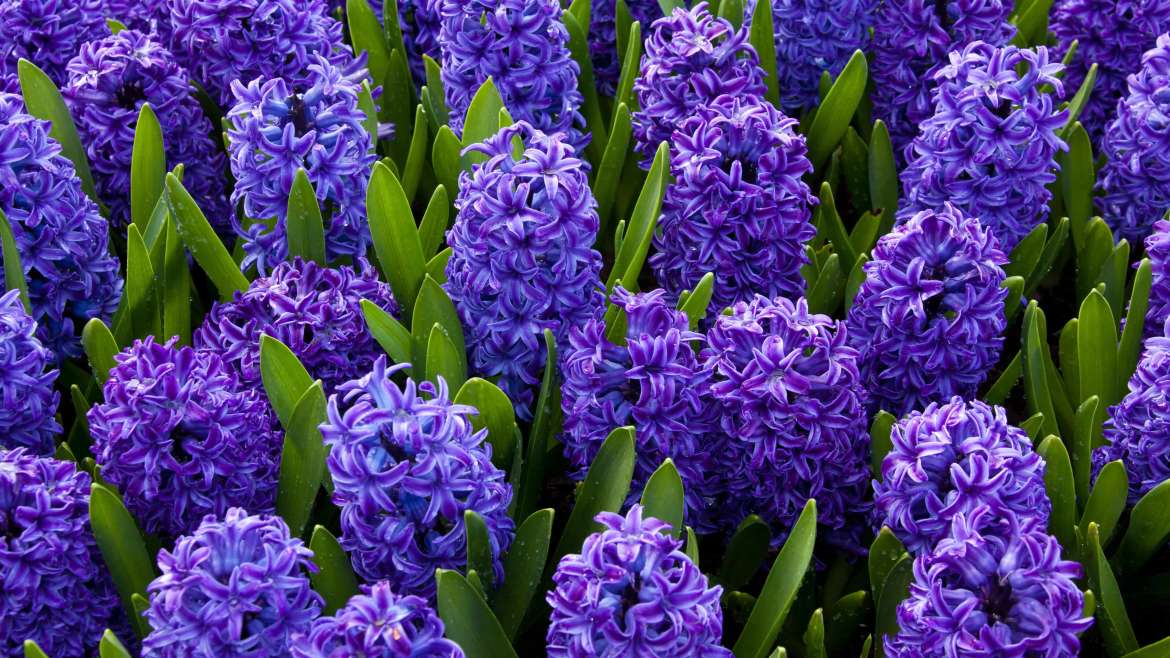 Growing Lavender in Containers: A Step-By-Step Guide