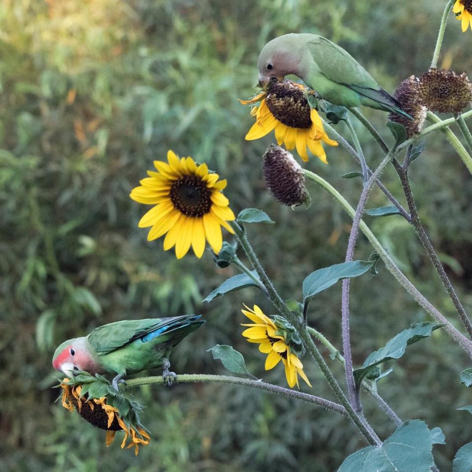 Growing sunflowers in a pot
