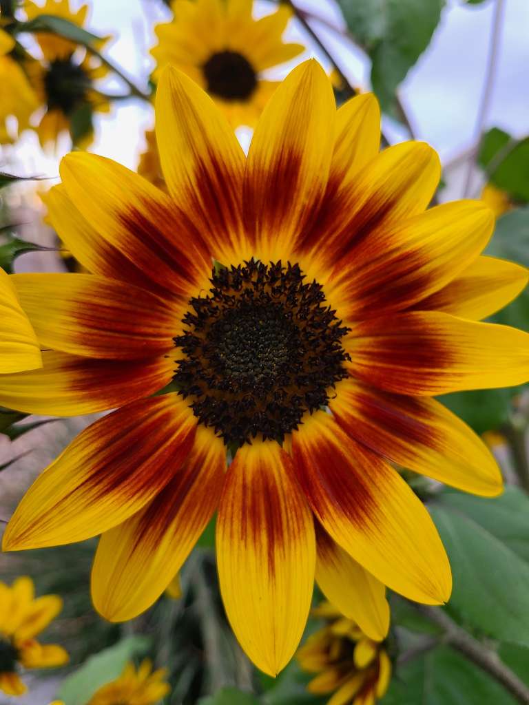 Growing sunflowers in containers